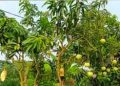 এক গাছে ৫ রকমের আম
