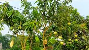 এক গাছে ৫ রকমের আম