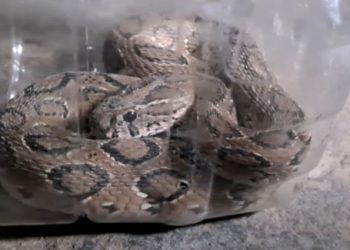 রাসেল’স ভাইপার দেখালেন সাপুড়ে মানুষকে সচেতন করতে