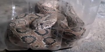 রাসেল’স ভাইপার দেখালেন সাপুড়ে মানুষকে সচেতন করতে