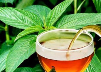 বাজারে আসছে ‘পাটের চা’