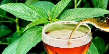 বাজারে আসছে ‘পাটের চা’