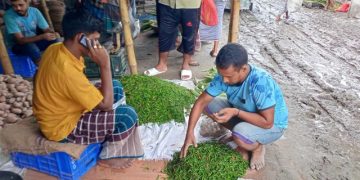 ৬ কেজি চালের দামে মিলছে ১ কেজি কাঁচা মরিচ