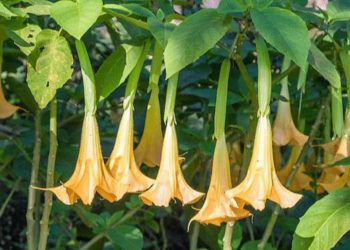 শহরে ঘুরছে ‘শয়তানের নিঃশ্বাস’