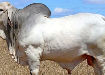 ব্রাহমা জাতের গরু জব্দ