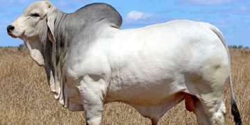 ব্রাহমা জাতের গরু জব্দ