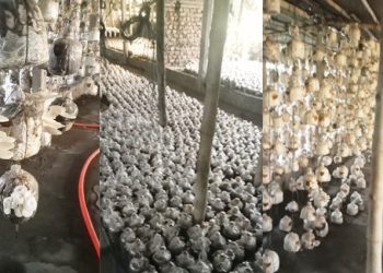 মাশরুম চাষে সফল