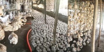 মাশরুম চাষে সফল