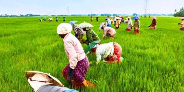অস্থিরতায় কৃষির দপ্তরে দপ্তরে অচলাবস্থা