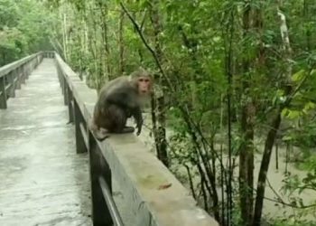 বাগেরহাটে নদ-নদীর পানি বিপৎসীমার উপরে