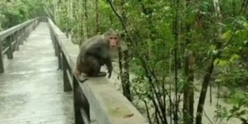 বাগেরহাটে নদ-নদীর পানি বিপৎসীমার উপরে