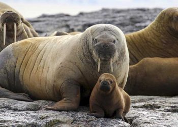 স্তন্যপায়ী প্রাণীর নতুন প্রজাতির সন্ধান