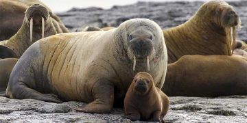 স্তন্যপায়ী প্রাণীর নতুন প্রজাতির সন্ধান