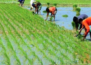 আমন চারা রোপণে ব্যস্ত কৃষক