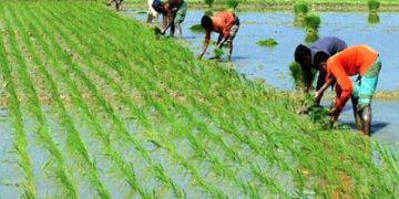 আমন চারা রোপণে ব্যস্ত কৃষক