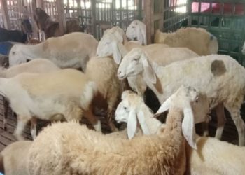 মরুর প্রাণী দুম্বার খামার খুলনায়