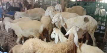 মরুর প্রাণী দুম্বার খামার খুলনায়