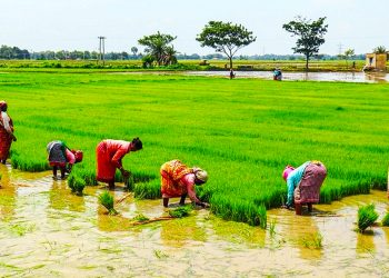 ধানের চারা সংকটের শঙ্কায় কৃষক