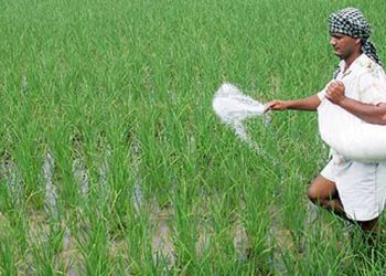 মজুত সার দ্রুত শেষ হয়ে যাবে