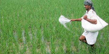 মজুত সার দ্রুত শেষ হয়ে যাবে