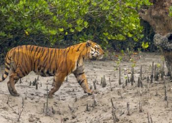 সুন্দরবনে বাঘের সঙ্গে লড়াই করে বেঁচে ফিরলেন রেজাউল