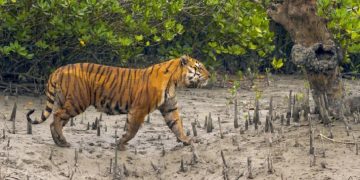 সুন্দরবনে বাঘের সঙ্গে লড়াই করে বেঁচে ফিরলেন রেজাউল