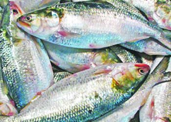 বরিশালে ইলিশের বাজার চড়া