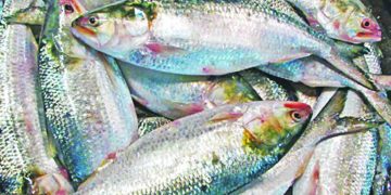 বরিশালে ইলিশের বাজার চড়া