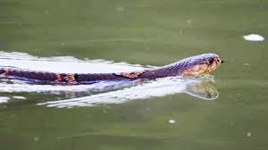 একদিনে হাসপাতালে ভর্তি সাপে কাটা ২৪ রোগী