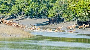 নিষেধাজ্ঞা শেষে খুলেছে সুন্দরবনের প্রবেশদ্বার