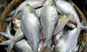ভারতে পাচারকালে ইলিশ মাছ জব্দ