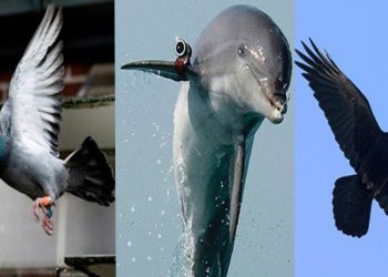 গুপ্তচরবৃত্তির জন্য কোন কোন প্রাণীকে ব্যবহার করা হত