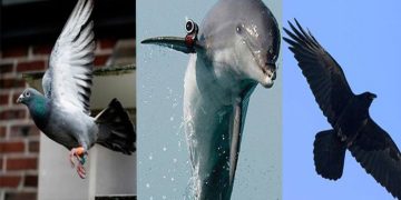 গুপ্তচরবৃত্তির জন্য কোন কোন প্রাণীকে ব্যবহার করা হত