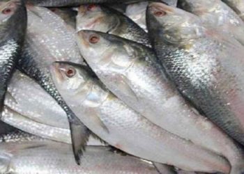 ইলিশ পেতে বাংলাদেশের কাছে ভারতের আবেদন