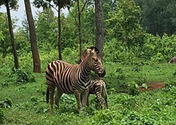 গাজীপুরে সাফারী পার্কে জেব্রা পরিবারে নতুন অতিথি