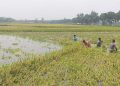 কলাপাড়ায় বৃষ্টিতে তলিয়ে গেছে কৃষকের ক্ষেত