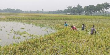 কলাপাড়ায় বৃষ্টিতে তলিয়ে গেছে কৃষকের ক্ষেত