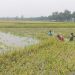 কলাপাড়ায় বৃষ্টিতে তলিয়ে গেছে কৃষকের ক্ষেত