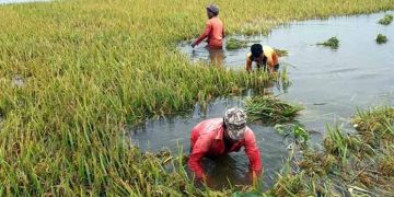 বন্যায় ক্ষতিগ্রস্ত কৃষকদের পাশে সরকার