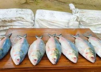 ভারতে পাচারের সময় ৪৪০ কেজি ইলিশ জব্দ