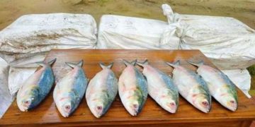 ভারতে পাচারের সময় ৪৪০ কেজি ইলিশ জব্দ