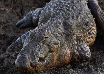 কুমির ধরে খেয়ে ফেললো এলাকাবাসী