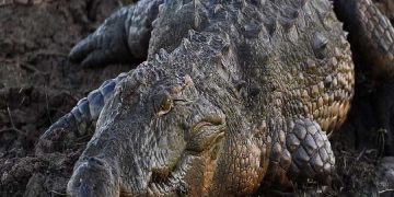 কুমির ধরে খেয়ে ফেললো এলাকাবাসী