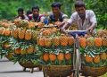 জিআই স্বীকৃতি পেল টাঙ্গাইলের মধুপুরের আনারস