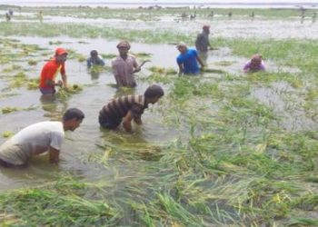 পানির নিচে নাটোরের পৌনে পাঁচশ হেক্টর আবাদি জমি