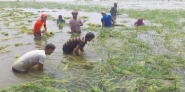 পানির নিচে নাটোরের পৌনে পাঁচশ হেক্টর আবাদি জমি