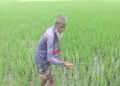 পোকার আক্রমণে দিশেহারা কৃষক