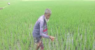 পোকার আক্রমণে দিশেহারা কৃষক