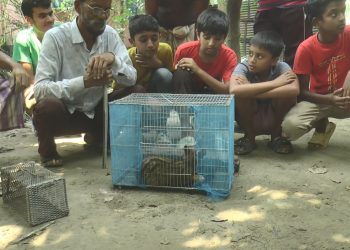 মিললো বিরল প্রজাতির গন্ধগোকুল