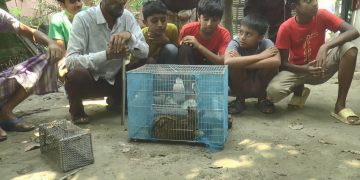 মিললো বিরল প্রজাতির গন্ধগোকুল